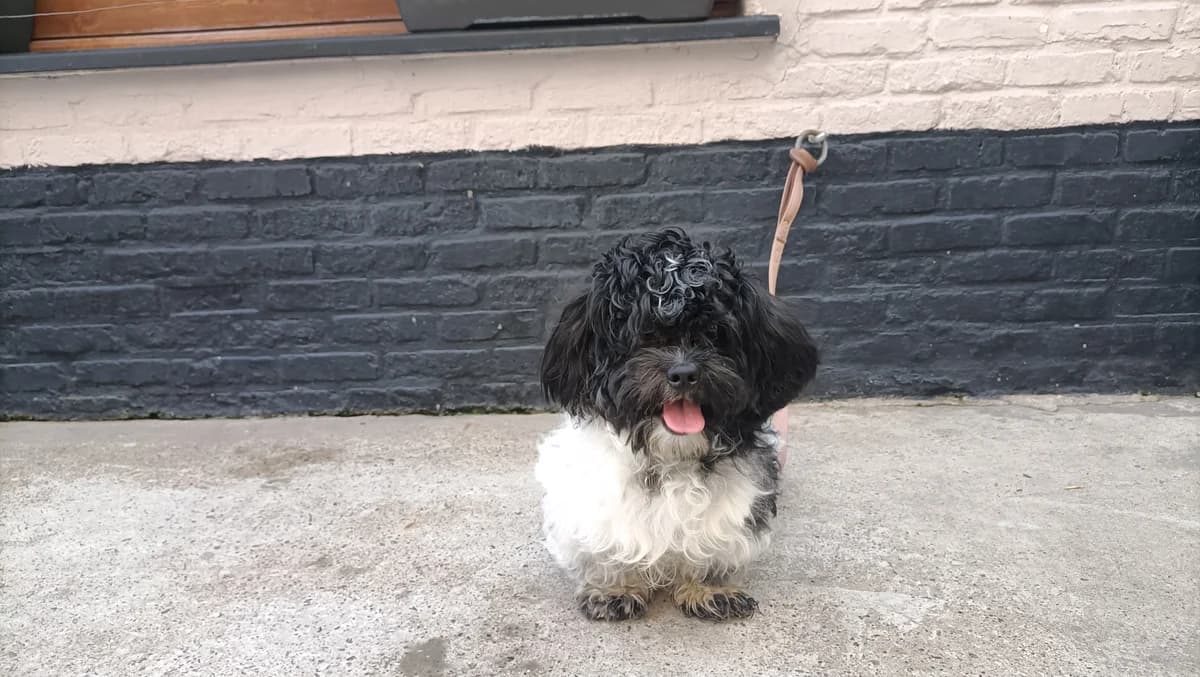 QUITO, male puppy mixed breed for adoption at Help Animals, Brussels
