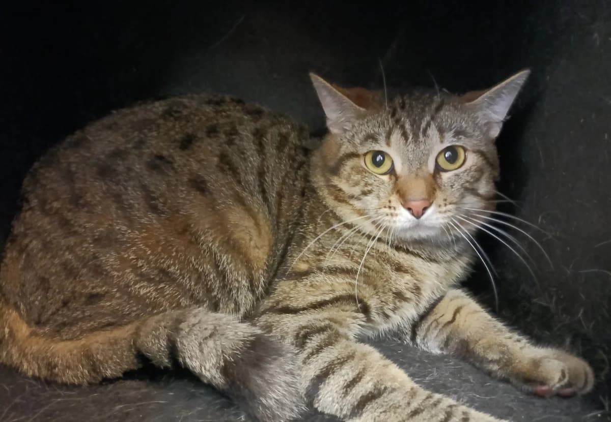 CHARLY, male young European Shorthair for adoption at Help Animals, Brussels