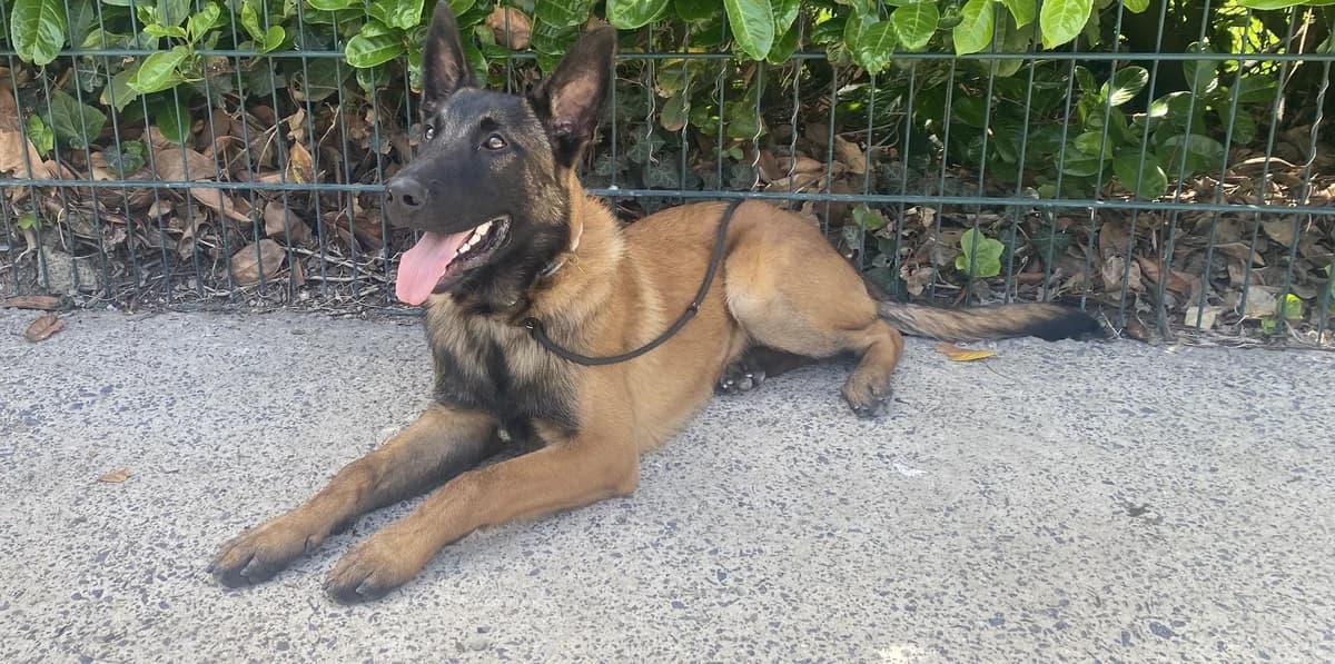 SONIC, male puppy Belgian Malinois for adoption at Help Animals, Brussels
