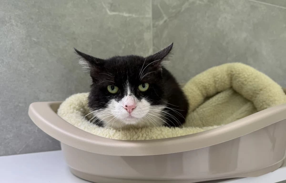 RINGO, male 4yo European Shorthair for adoption at Help Animals, Brussels