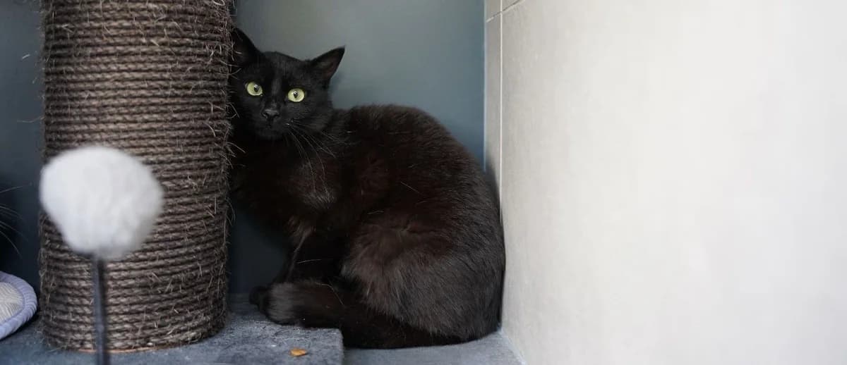 PERNELLE, female young European Shorthair for adoption at Help Animals, Brussels