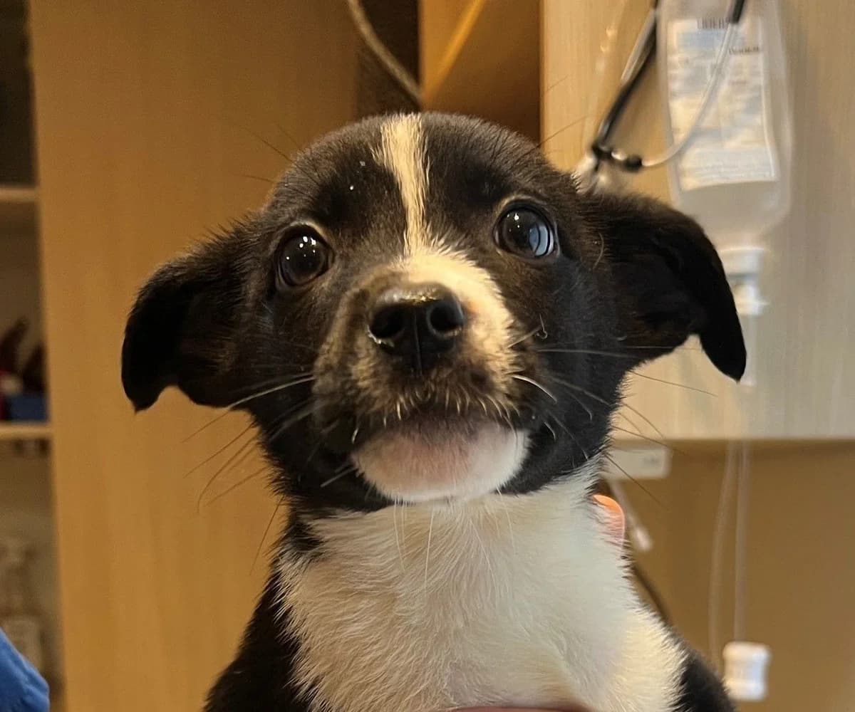 PROF, male puppy Border Collie for adoption at Help Animals, Brussels