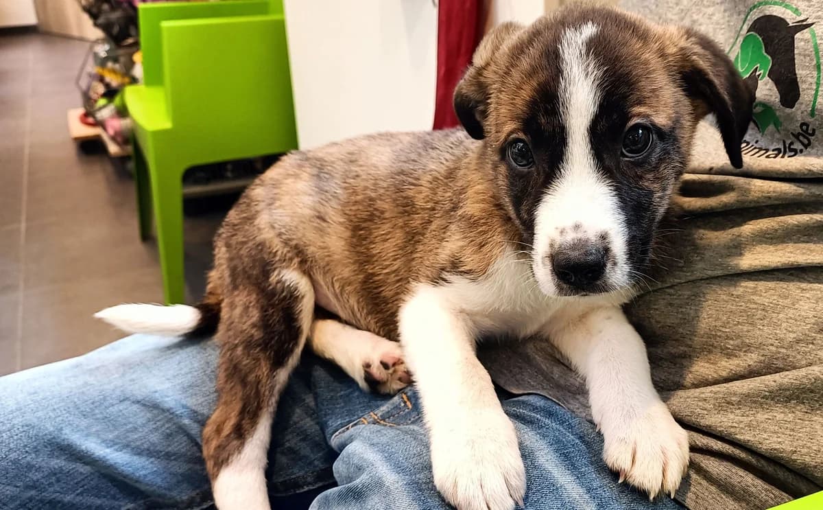TIMIDE, male puppy Border Collie for adoption at Help Animals, Brussels