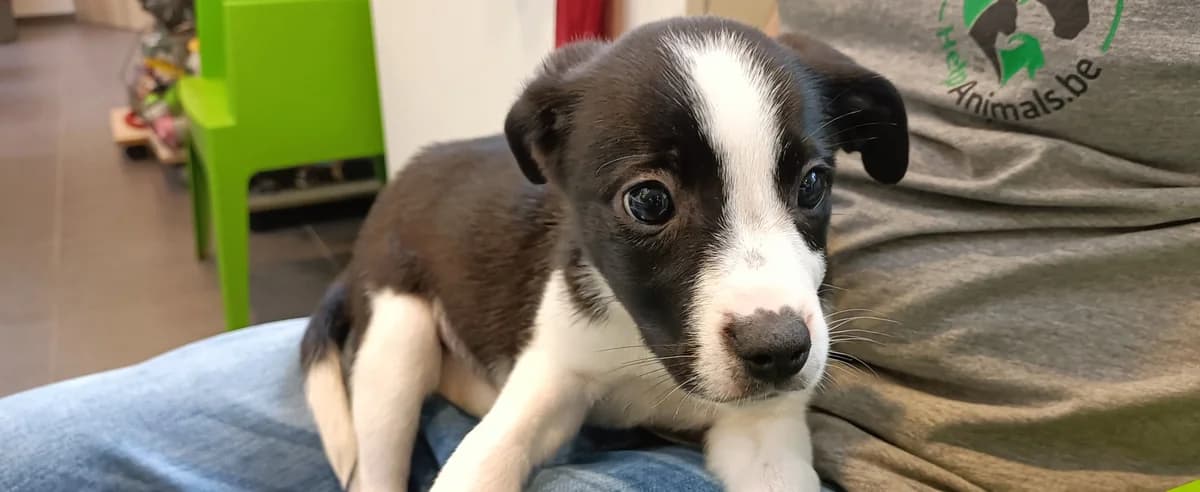 SIMPLETTE, female puppy Border Collie for adoption at Help Animals, Brussels