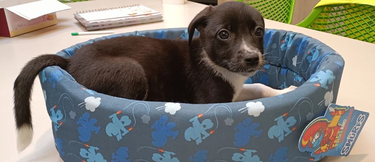 GRINCHEUSE, female puppy Border Collie for adoption at Help Animals, Brussels