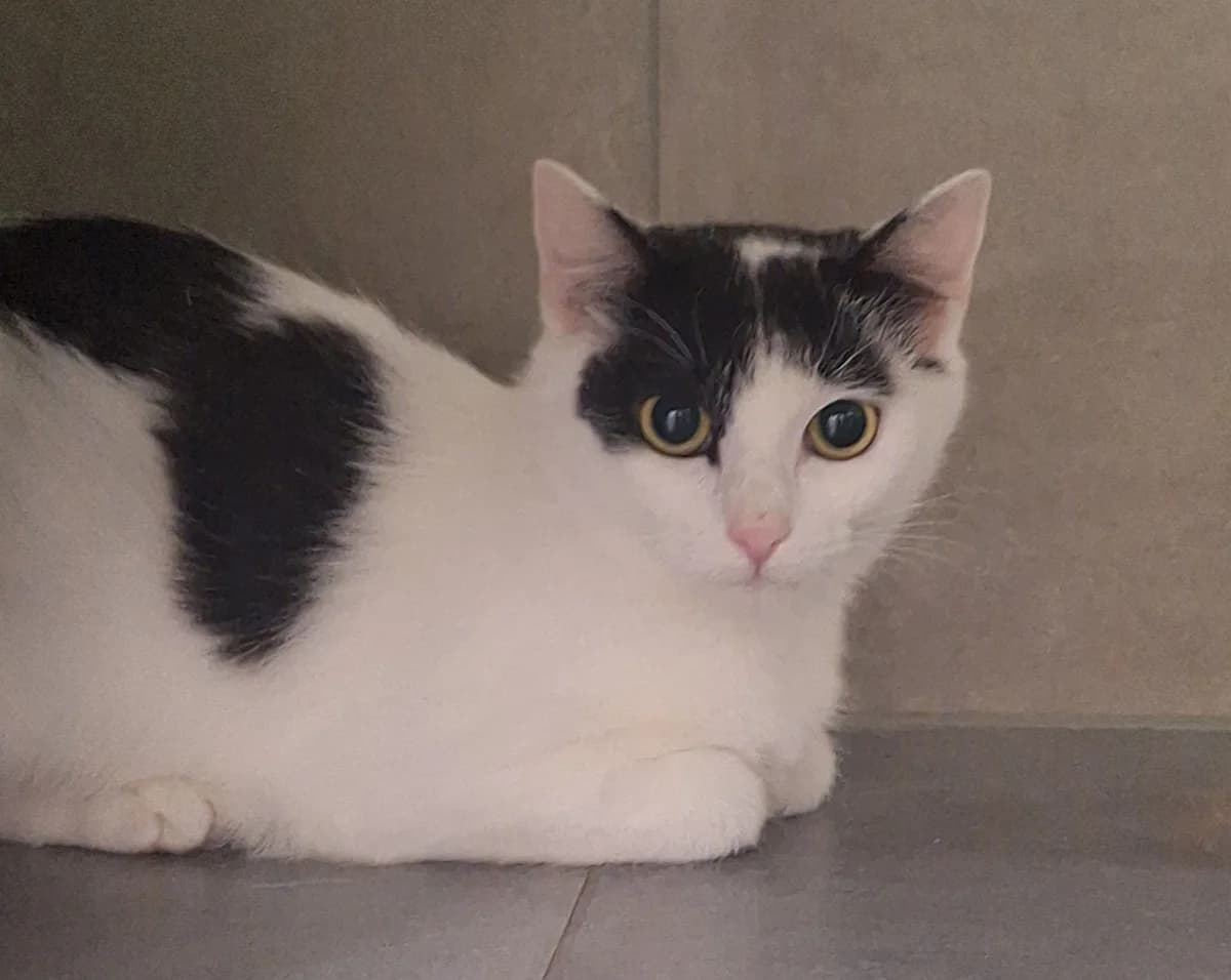 MIMA, female 4yo European Shorthair for adoption at Help Animals, Brussels
