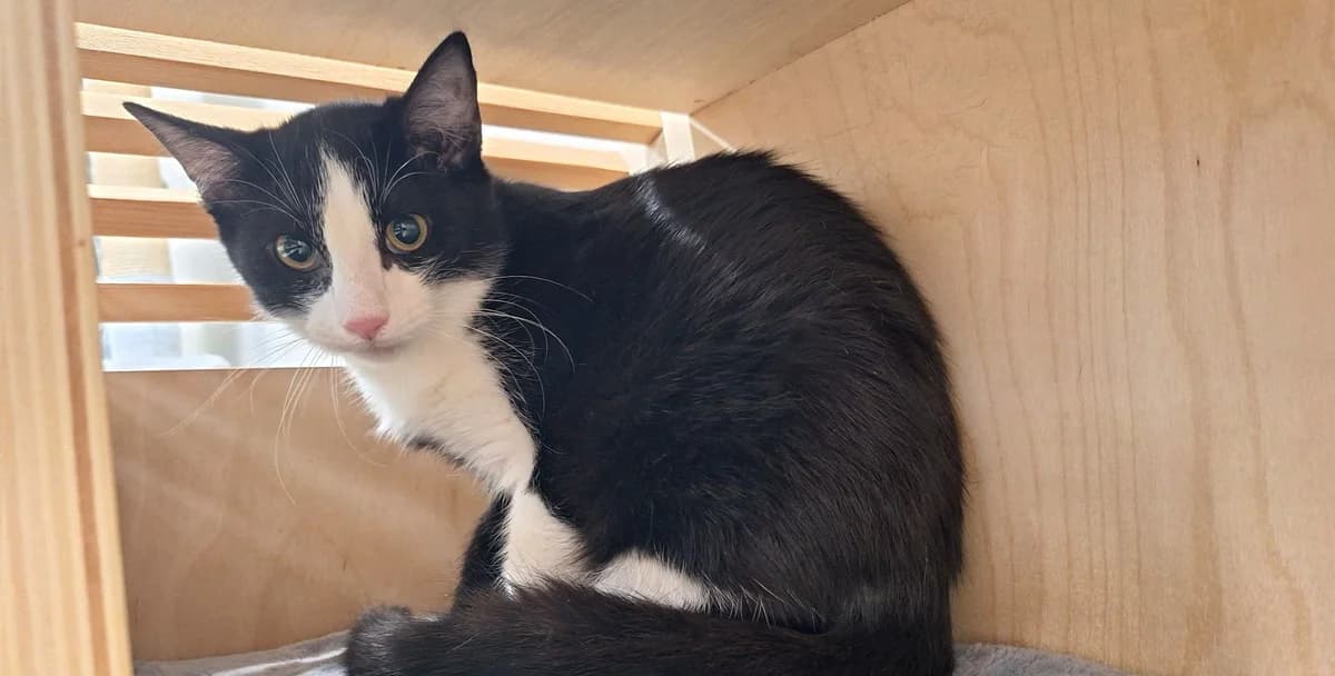 MAZETTE, female puppy European Shorthair for adoption at Help Animals, Brussels