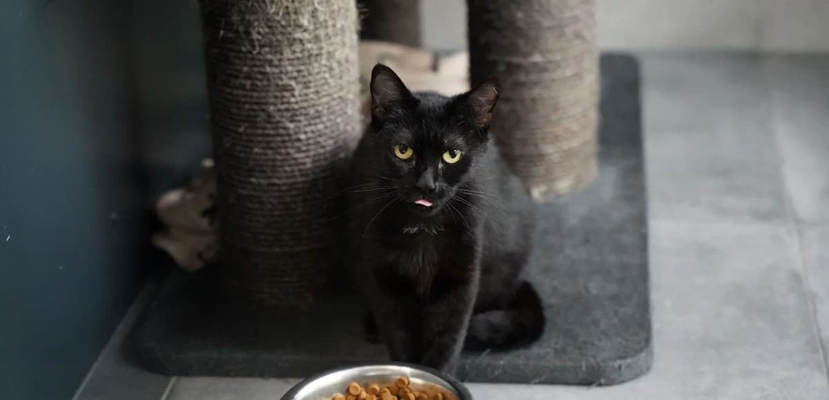 BUZZ, male 5yo European Shorthair for adoption at Help Animals, Brussels