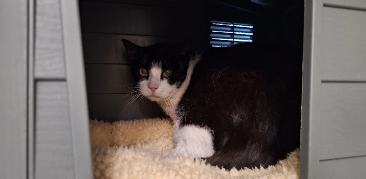 DOMINO, male 5yo European Shorthair for adoption at Help Animals, Brussels