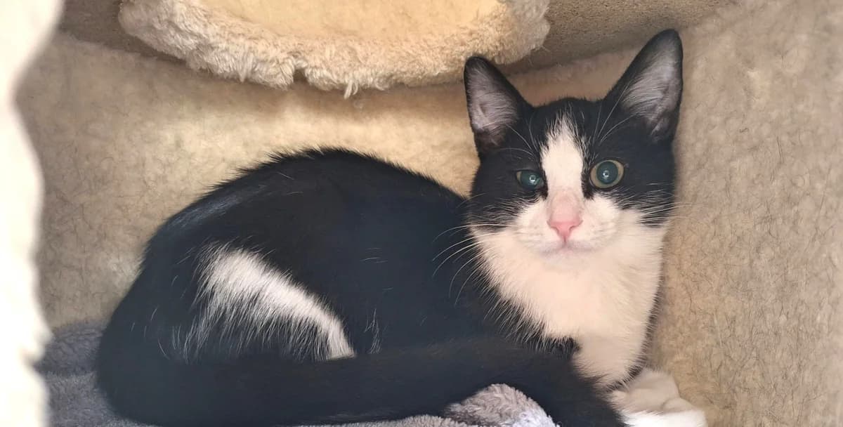 MERLIN, male puppy European Shorthair for adoption at Help Animals, Brussels