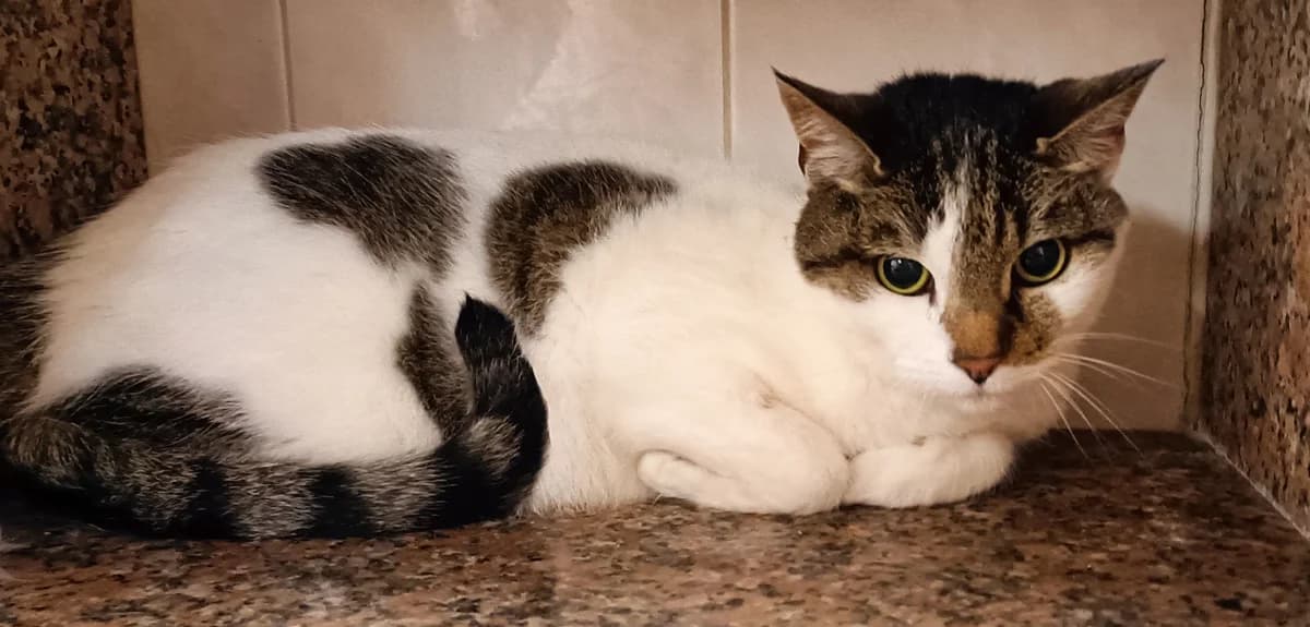 OLYMPIA, female senior European Shorthair for adoption at Help Animals, Brussels