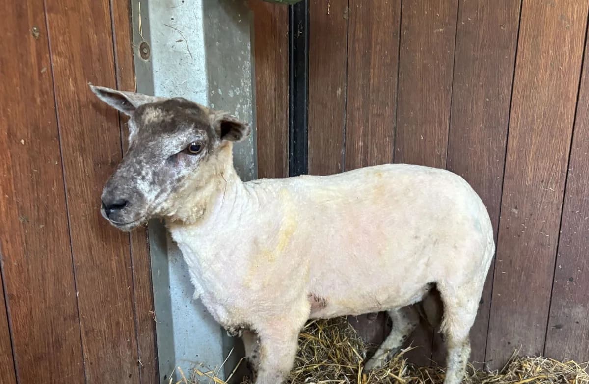 TEKI, male Mixed Breed for adoption at Help Animals, Brussels