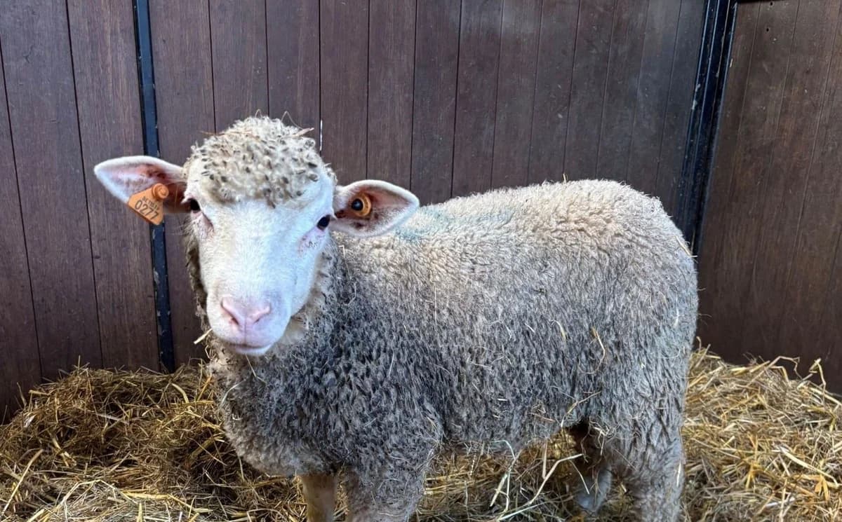 CRESSON, male mixed breed for adoption at Help Animals, Brussels