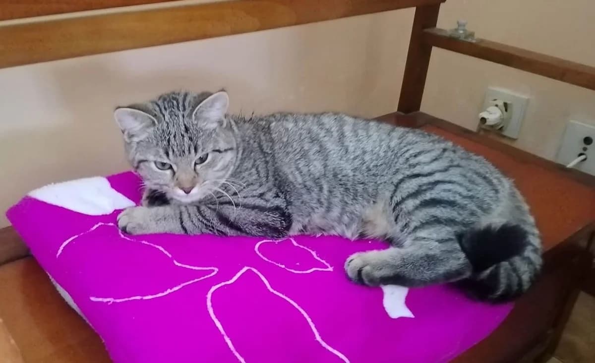ZOLA, female puppy European Shorthair for adoption at Help Animals, Brussels
