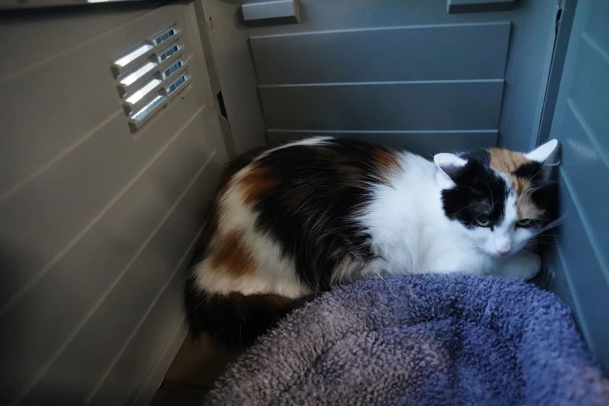 GINNY, female 5yo European Shorthair for adoption at Help Animals, Brussels
