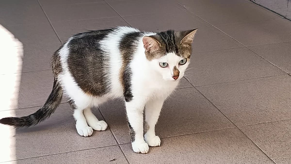 MAGALI, female young European Shorthair for adoption at Help Animals, Brussels
