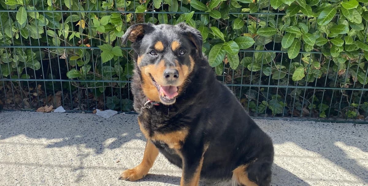 RADJAH, female senior Rottweiler for adoption at Help Animals, Brussels