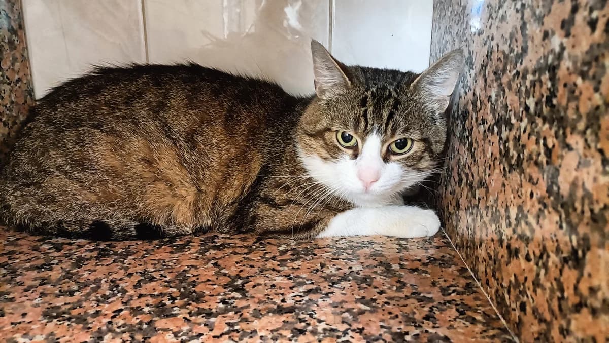 ANTOINE, male 5yo European Shorthair for adoption at Help Animals, Brussels