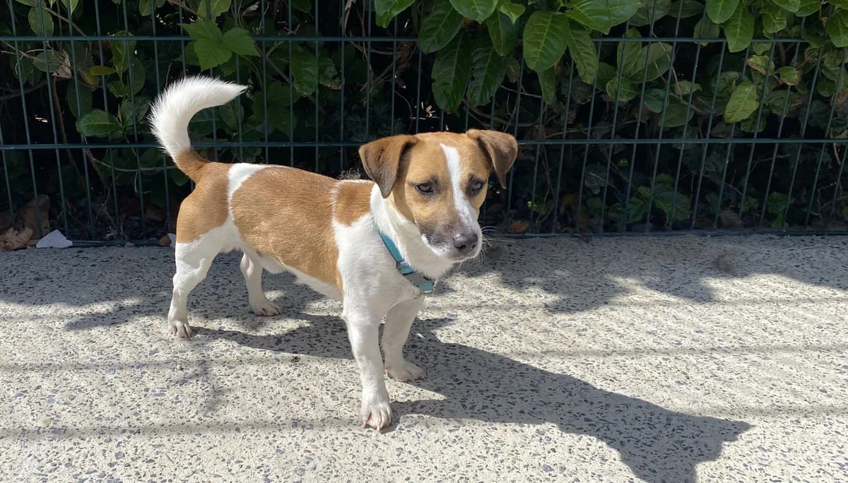 RUSSEL, male young Jack Russell Terrier for adoption at Help Animals, Brussels