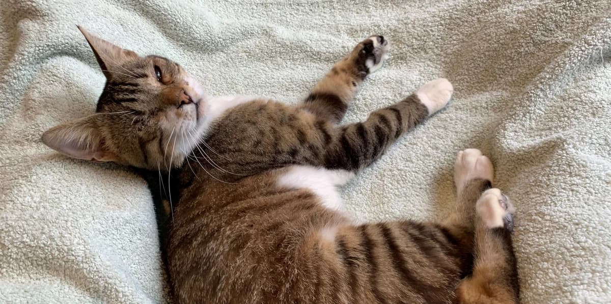 CANELLE, male young European Shorthair for adoption at Help Animals, Brussels