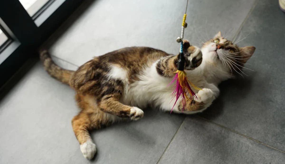 BROLO, male European Shorthair for adoption at Help Animals, Brussels