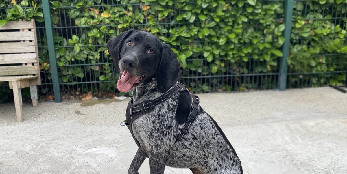 POKI, male 6yo mixed breed for adoption at Help Animals, Brussels