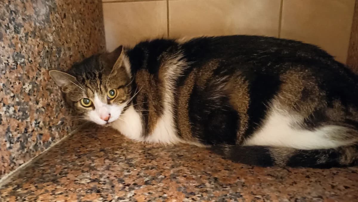 POKEMON et PIKACHU, male 6yo European Shorthair for adoption at Help Animals, Brussels