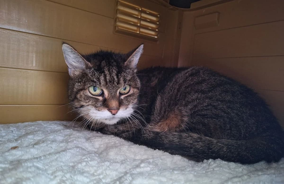 EUGÉNIE, female senior European Shorthair for adoption at Help Animals, Brussels