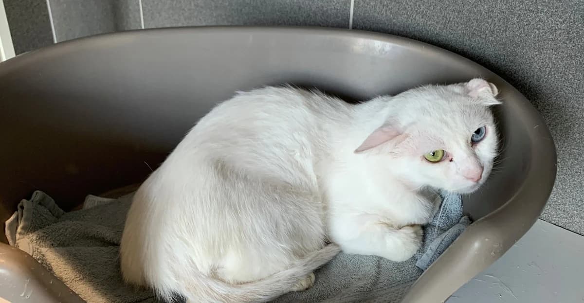 DONUTS, male 5yo European Shorthair for adoption at Help Animals, Brussels