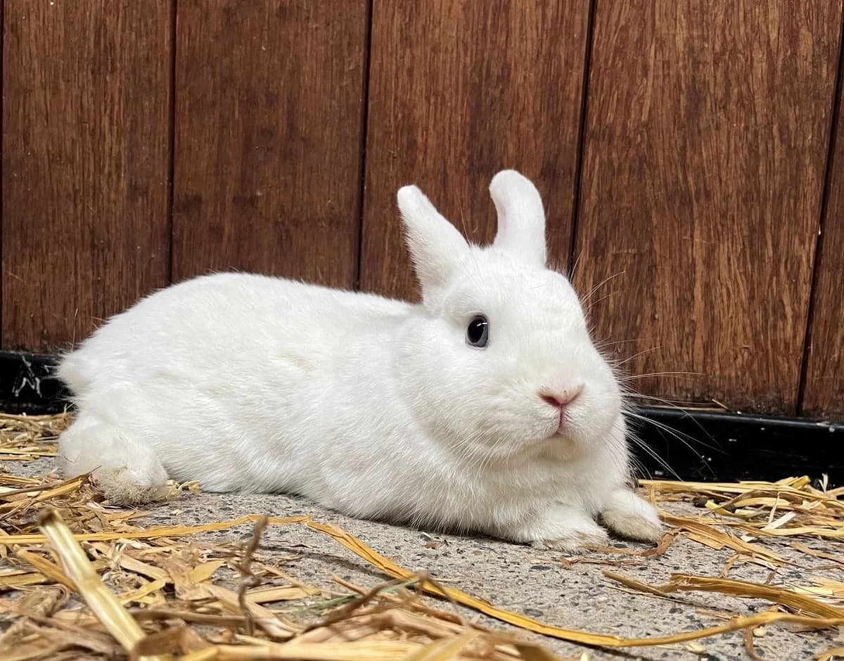 LATTE, female mixed breed for adoption at Help Animals, Brussels