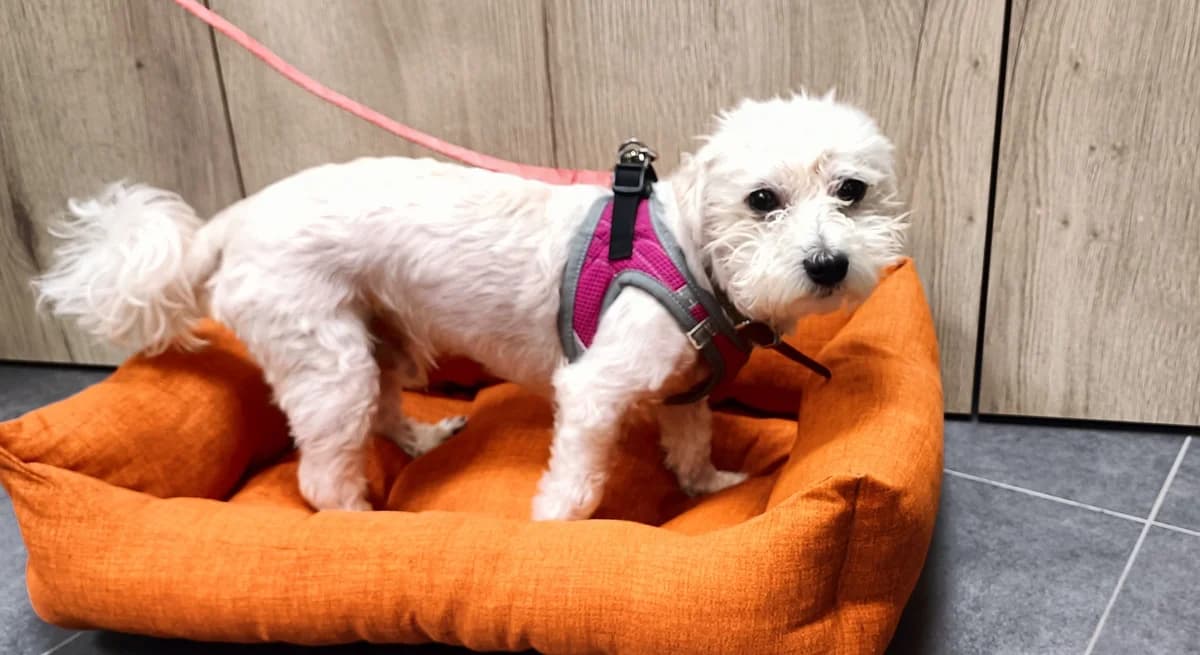 SWIFFER, male 3yo Havanese for adoption at Help Animals, Brussels