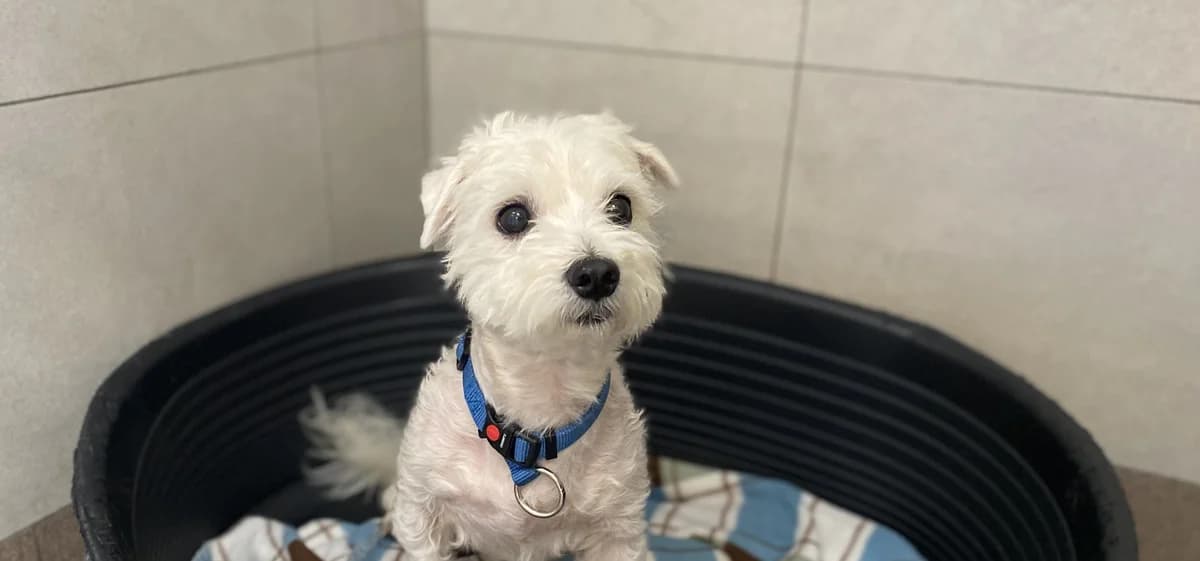 BLUE, male 3yo Havanese for adoption at Help Animals, Brussels