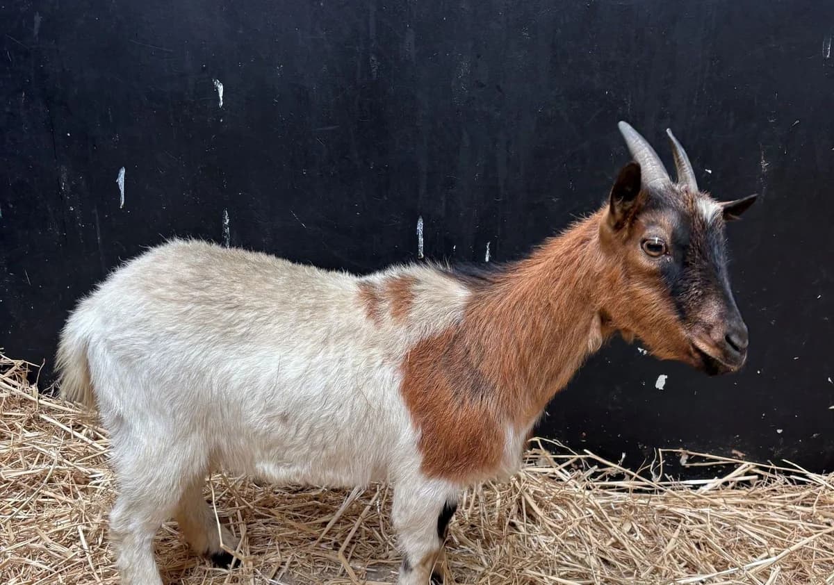 MAGNOLIA, female 3yo mixed breed for adoption at Help Animals, Brussels