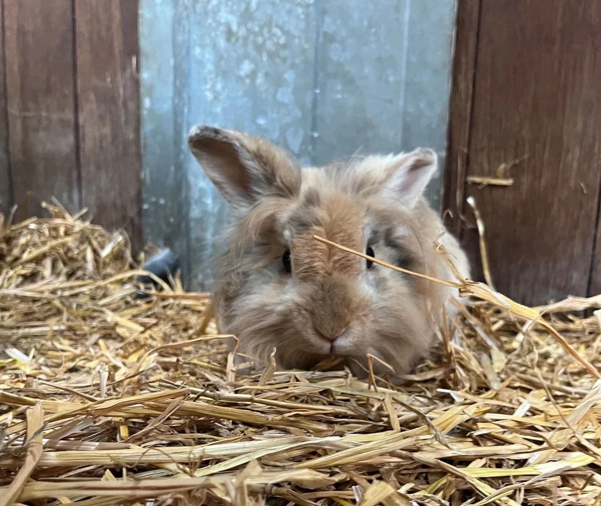FLOCON, female 5yo mixed breed for adoption at Help Animals, Brussels