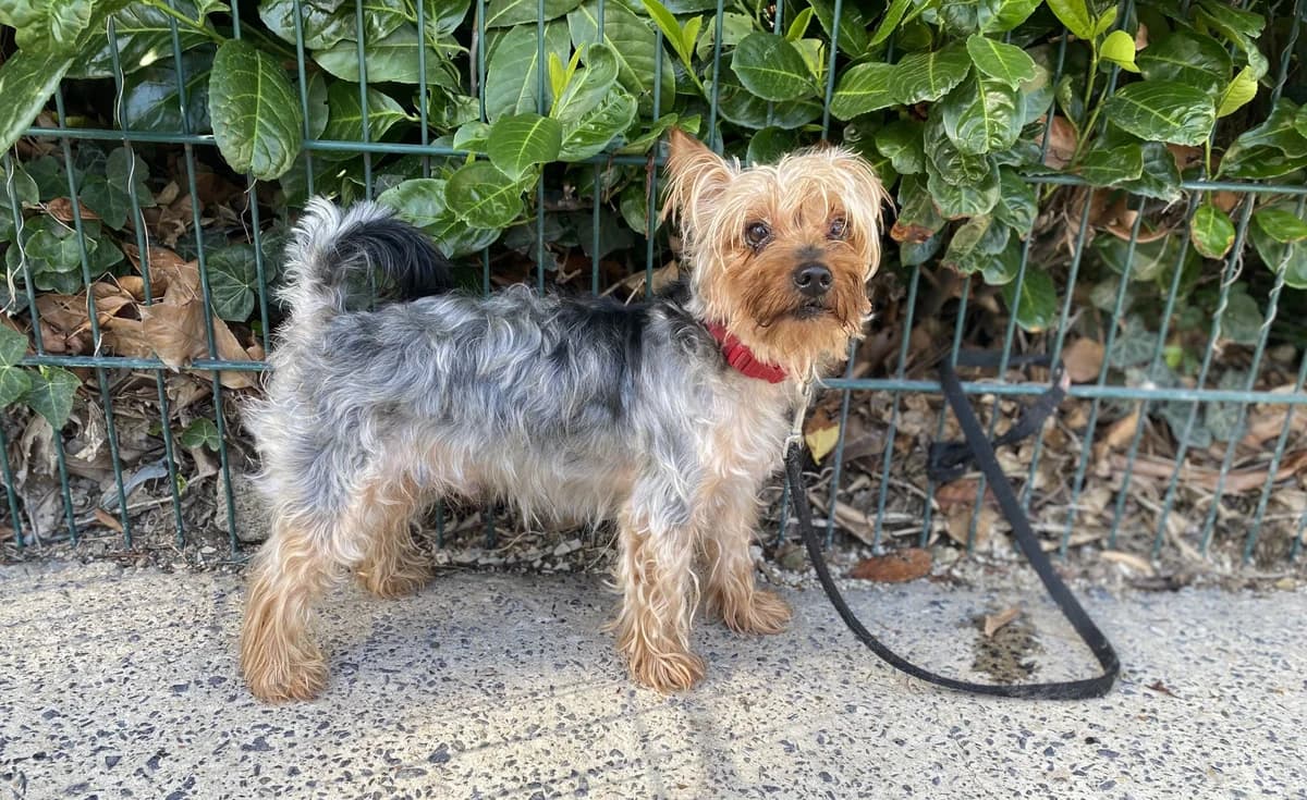 MAX, male 6yo Yorkshire Terrier for adoption at Help Animals, Brussels