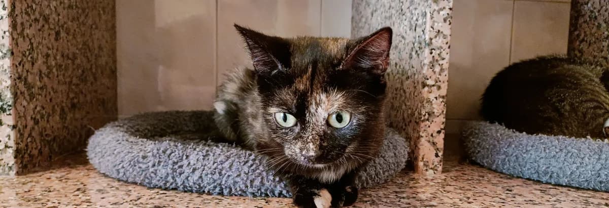 BAVAROIS, female young European Shorthair for adoption at Help Animals, Brussels