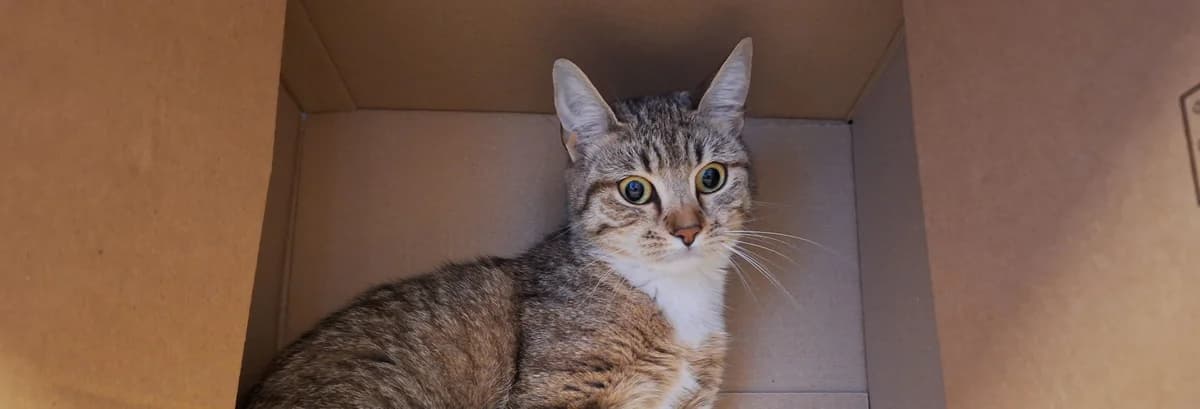 MOUSSE, female young European Shorthair for adoption at Help Animals, Brussels