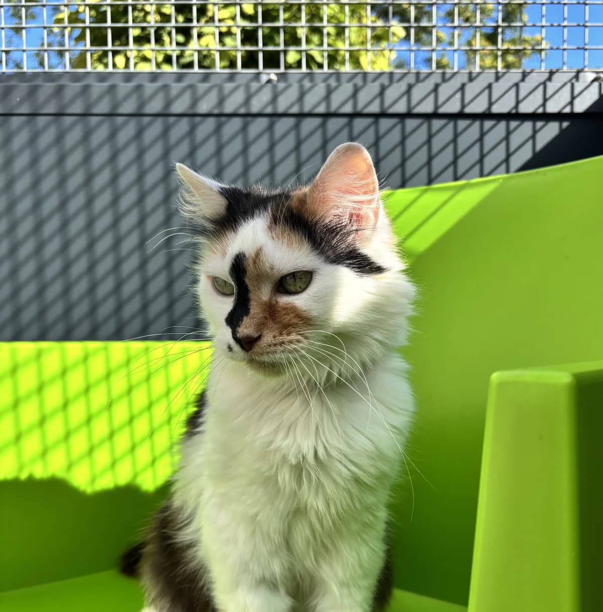 SHAKTI, female European Shorthair for adoption at Help Animals, Brussels