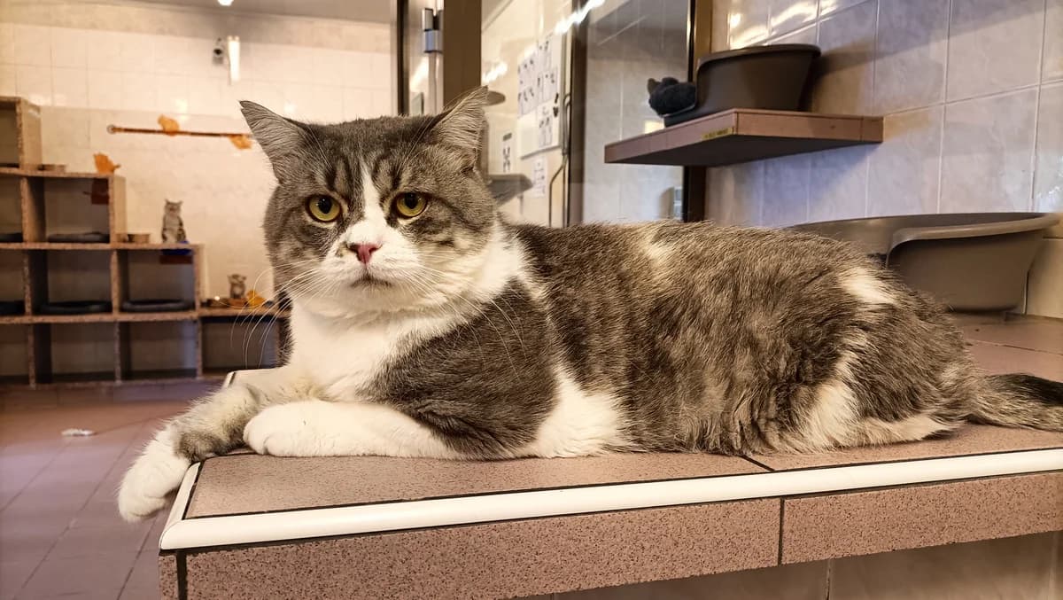TOMMY, male European Shorthair for adoption at Help Animals, Brussels