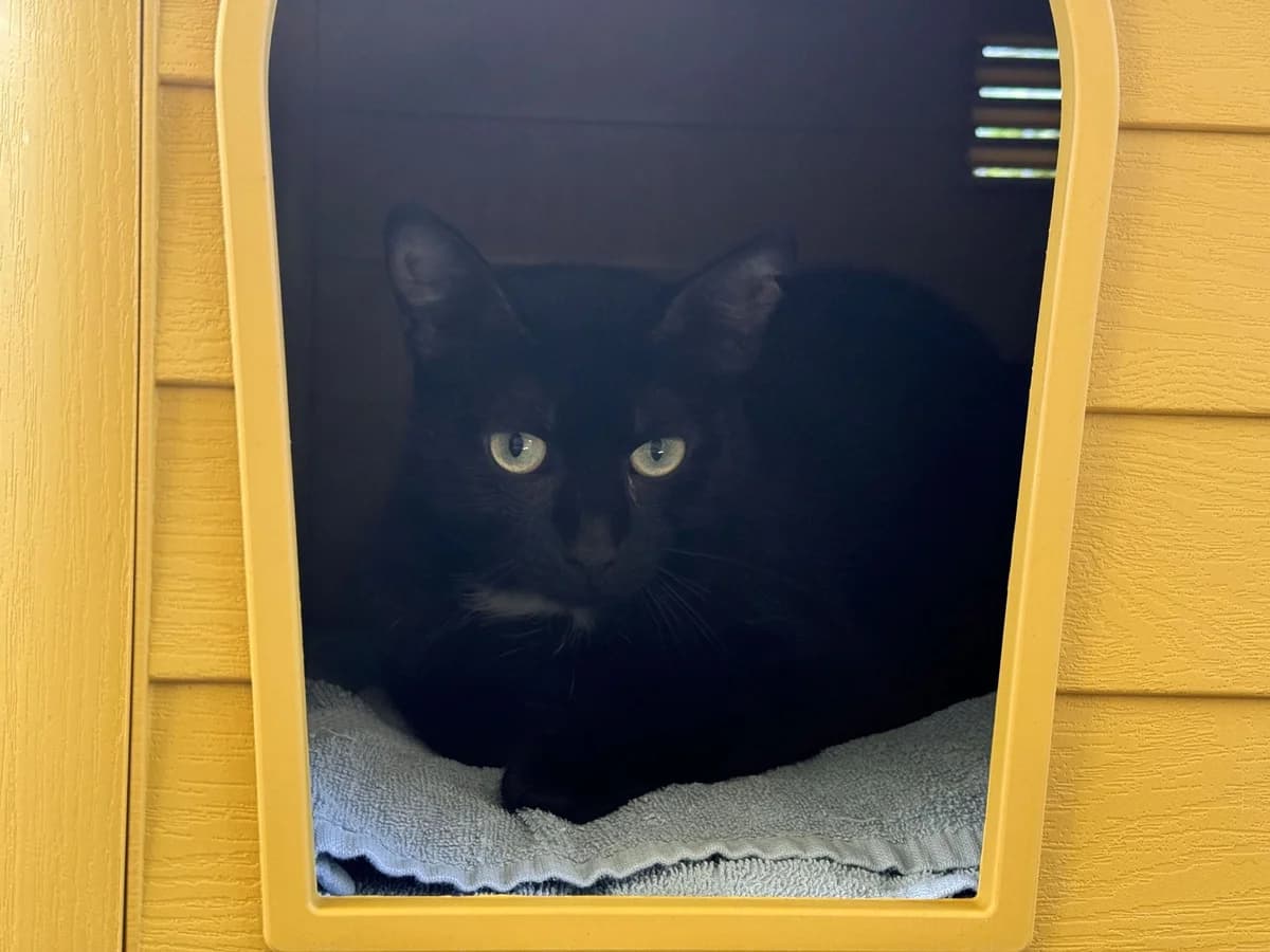 CAPUCINE, female European Shorthair for adoption at Help Animals, Brussels