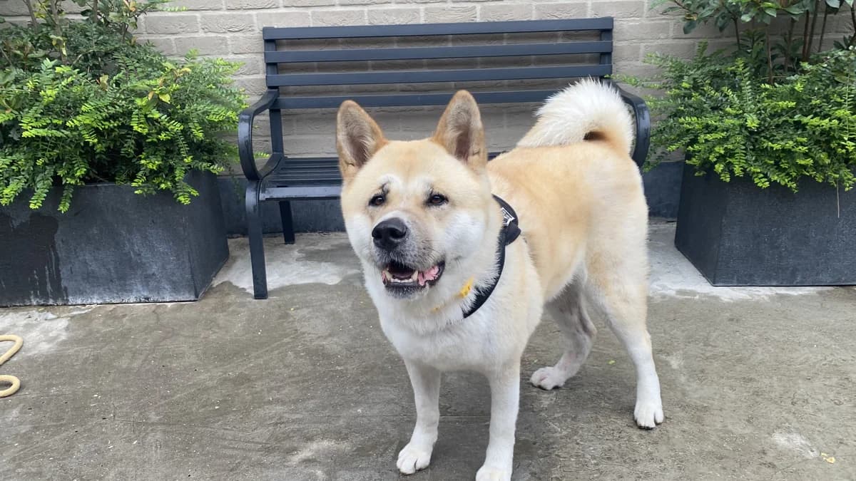 SALLY, female 4yo Akita for adoption at Help Animals, Brussels