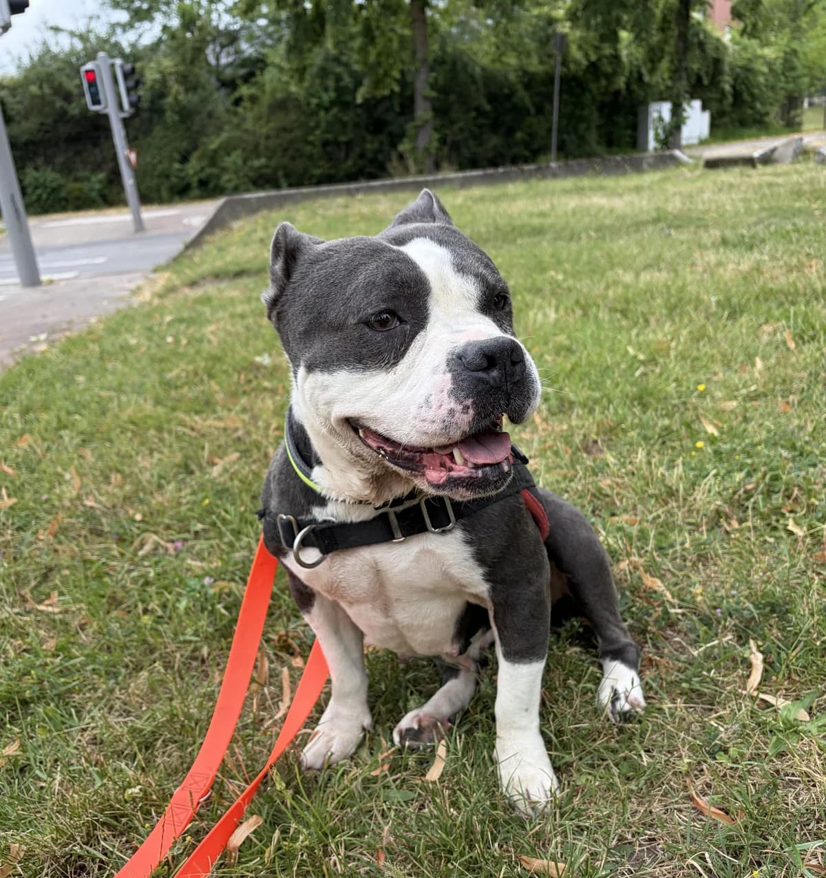 GREY, female mixed breed for adoption at Help Animals, Brussels