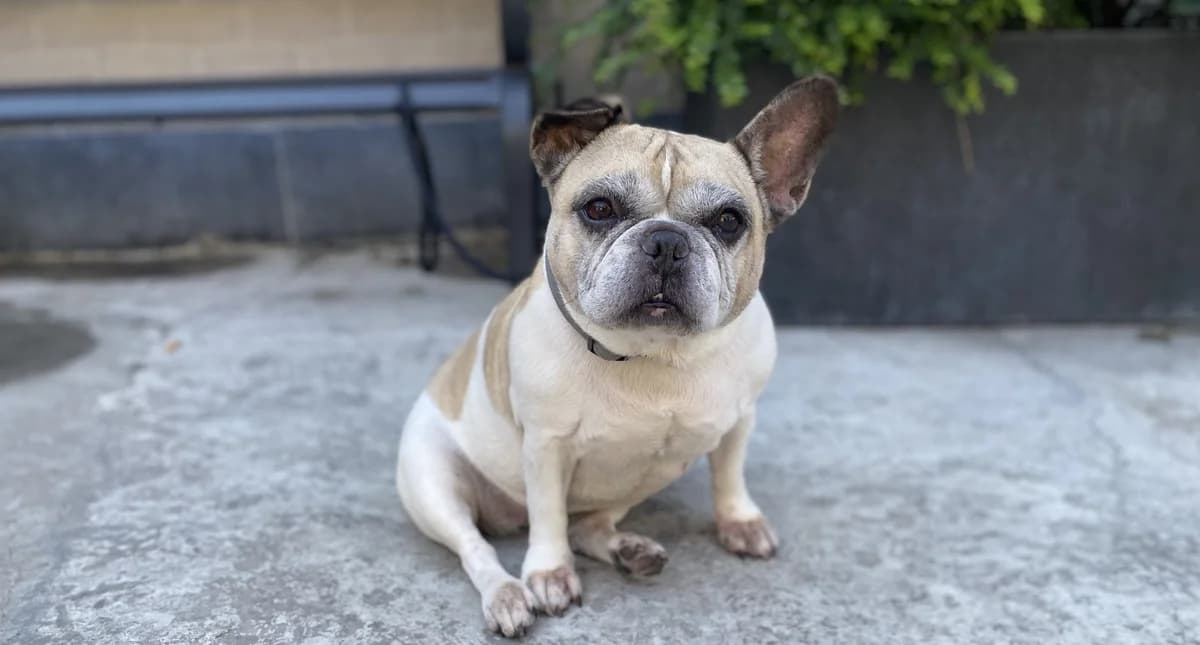 CHIPIE & MAYA, female senior French Bulldog for adoption at Help Animals, Brussels
