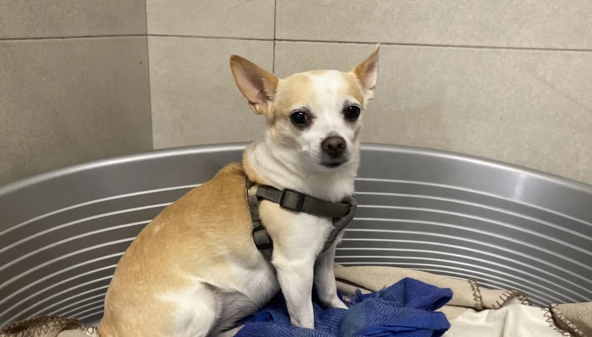 MAYA &, female senior Chihuahua for adoption at Help Animals, Brussels