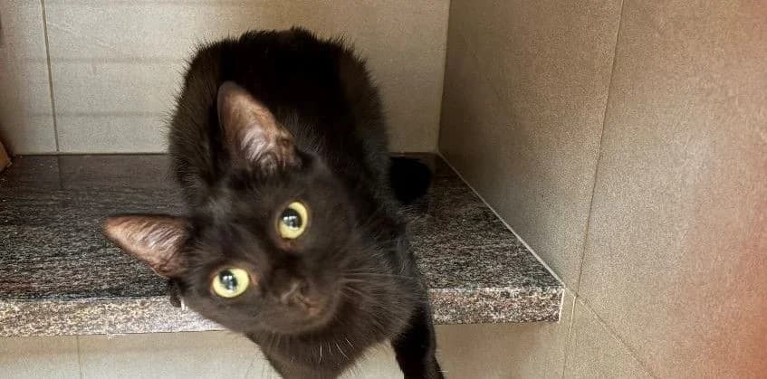 CENDY, female young European Shorthair for adoption at Help Animals, Brussels
