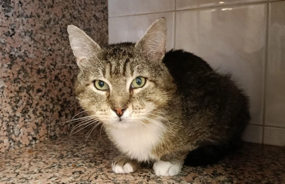 RAGNAR, male European Shorthair for adoption at Help Animals, Brussels
