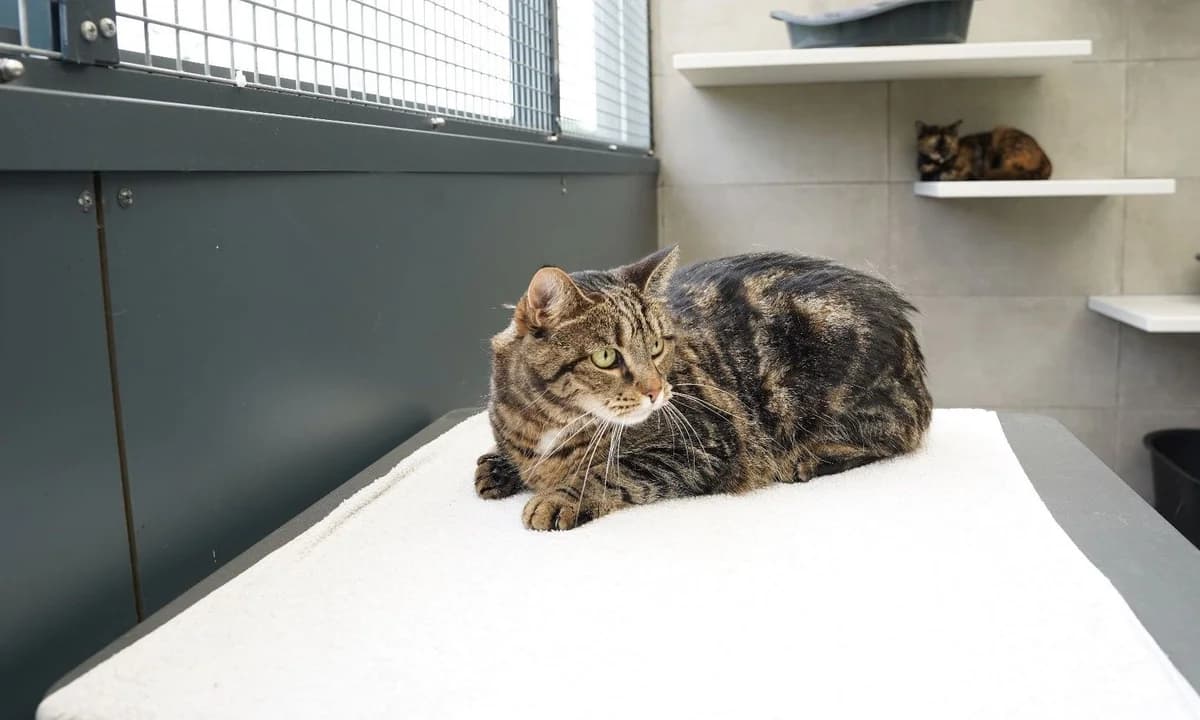 MOUNAY, female senior European Shorthair for adoption at Help Animals, Brussels
