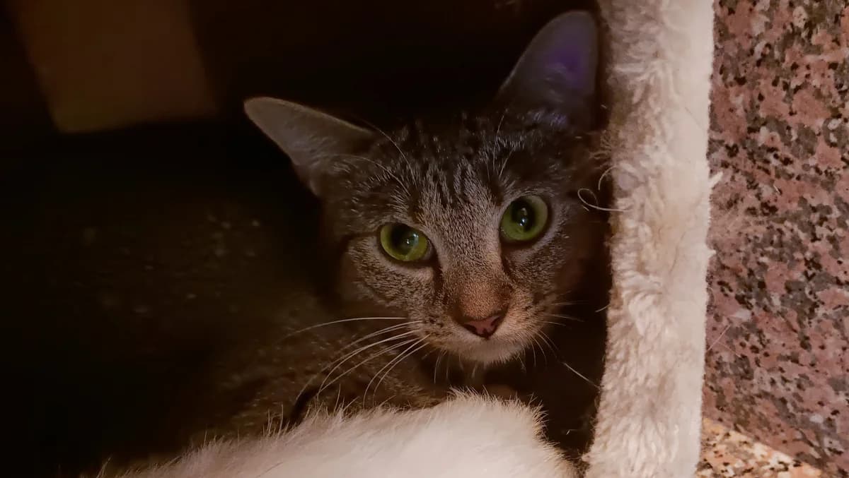 ARI, female European Shorthair for adoption at Help Animals, Brussels