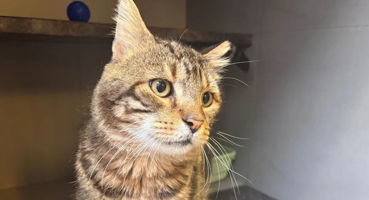 MAURICE, male 4yo European Shorthair for adoption at Help Animals, Brussels