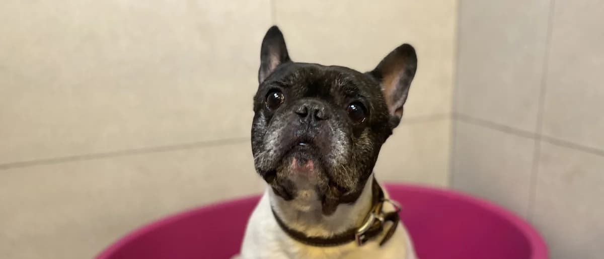 PIMMS, French Bulldog (Help Animals)